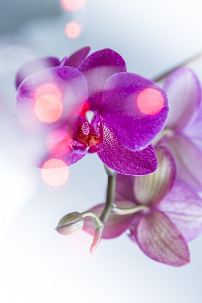 Lumière Orchidée