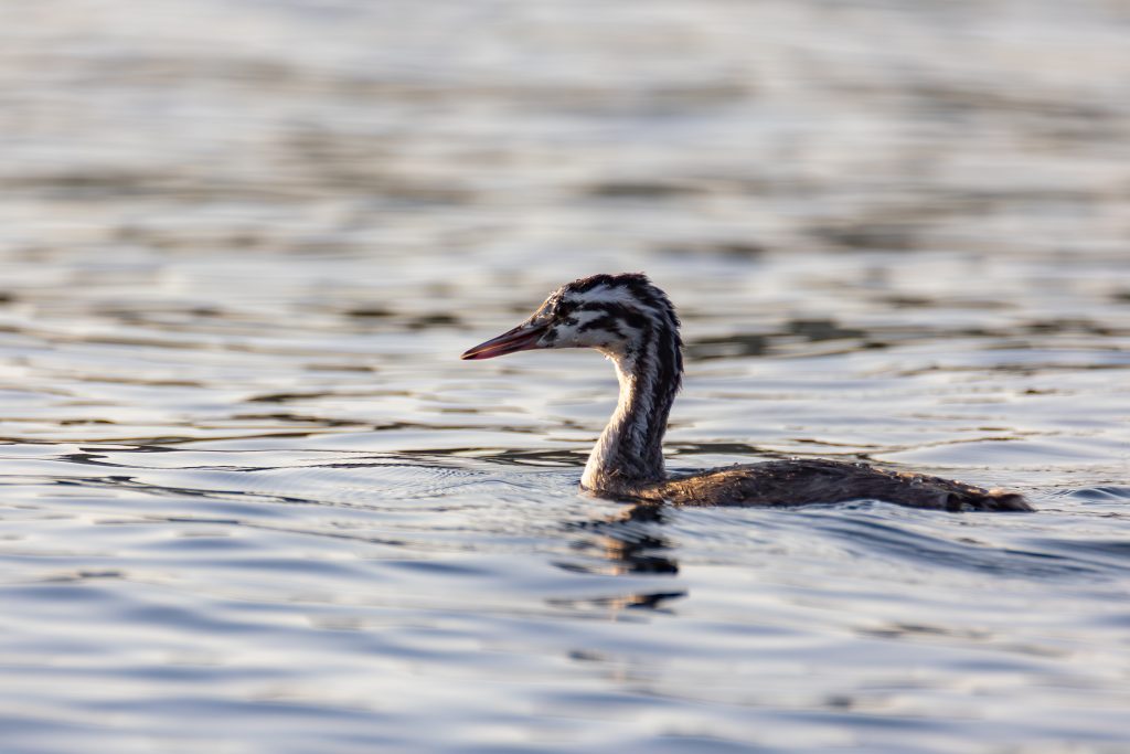 Grèbe huppé (juvénile)