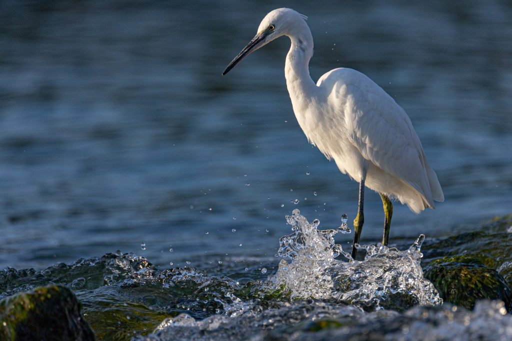 Aigrette garzette
