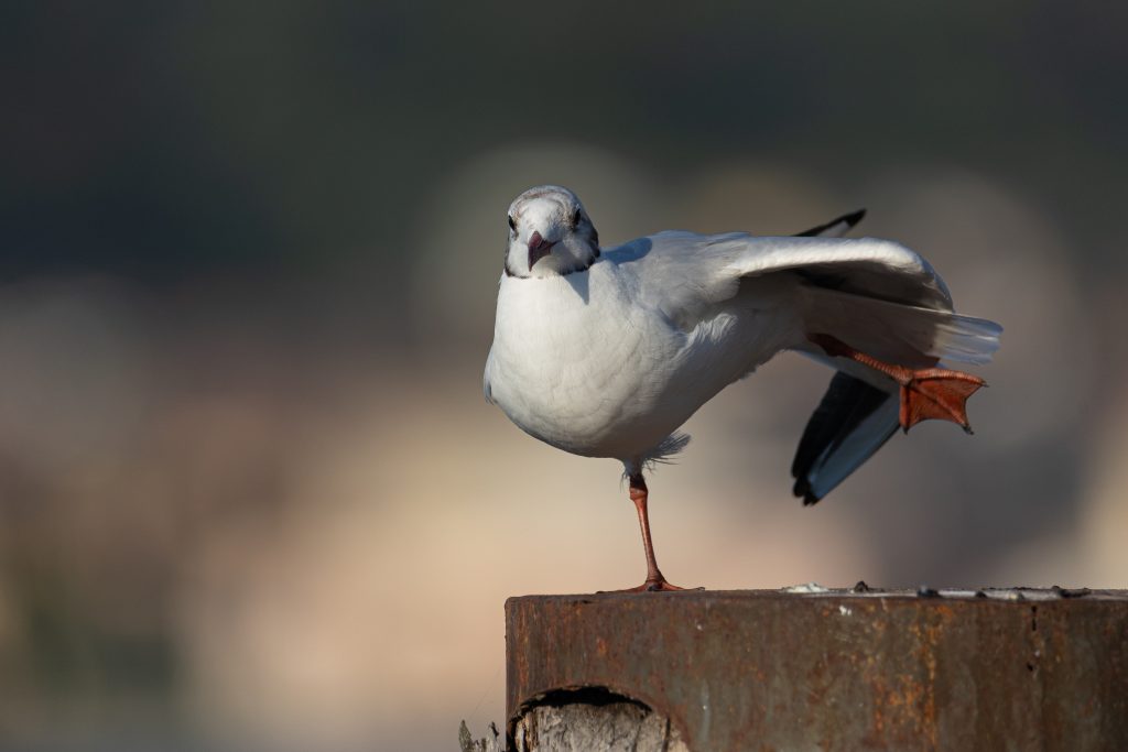 Mouette